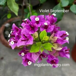 Violet September Bougainvillea plant with vibrant purple bracts in full bloom