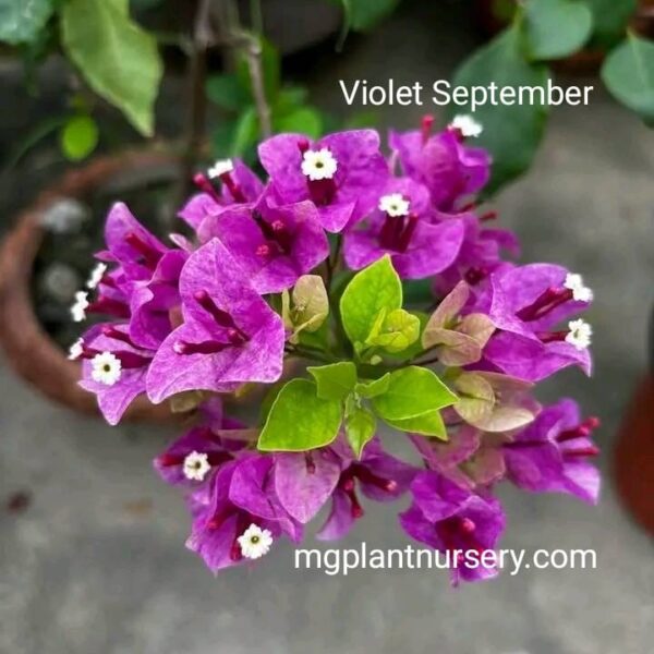 Violet September Bougainvillea plant with vibrant purple bracts in full bloom