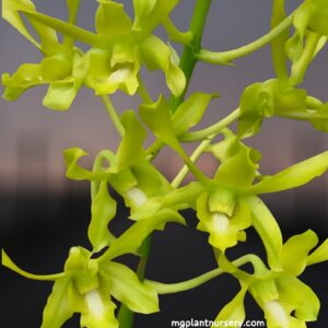 Dendrobium Caesar Green