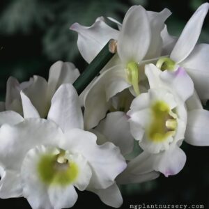 Dendrobium Dang White