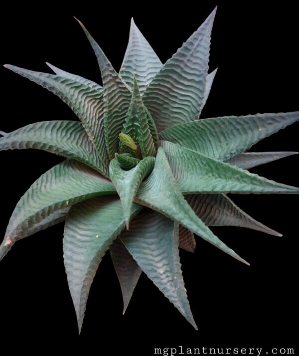 haworthia limifolia