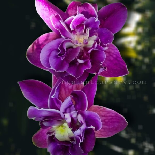 dendrobium orchid