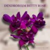 dendrobium