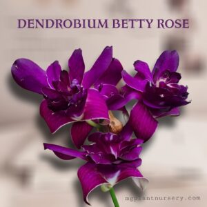 dendrobium