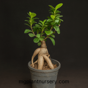 Ficus Bonsai