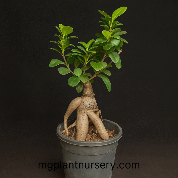 Ficus Bonsai