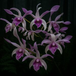 Dendrobium caesar Warawan