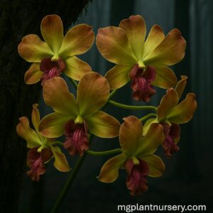 dendrobium