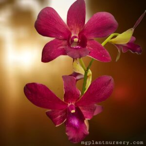 dendrobium