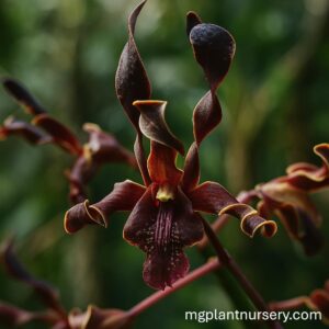 Dendrobium (Cobra x lasianthera)