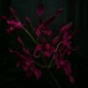 Dendrobium King Caesar