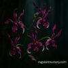 Dendrobium King Caesar