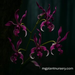 Dendrobium King Caesar