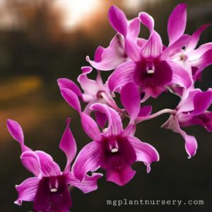 Dendrobium Indonisia Raya Red