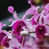 Dendrobium king caesar