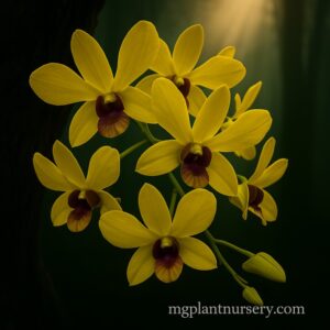 Dendrobium