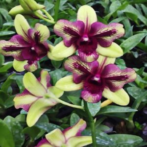 orchid