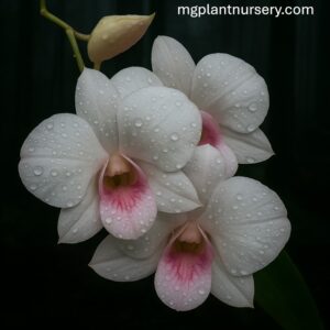 Dendrobium Peach mini
