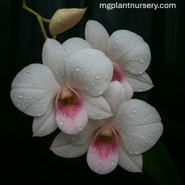 Dendrobium Peach mini