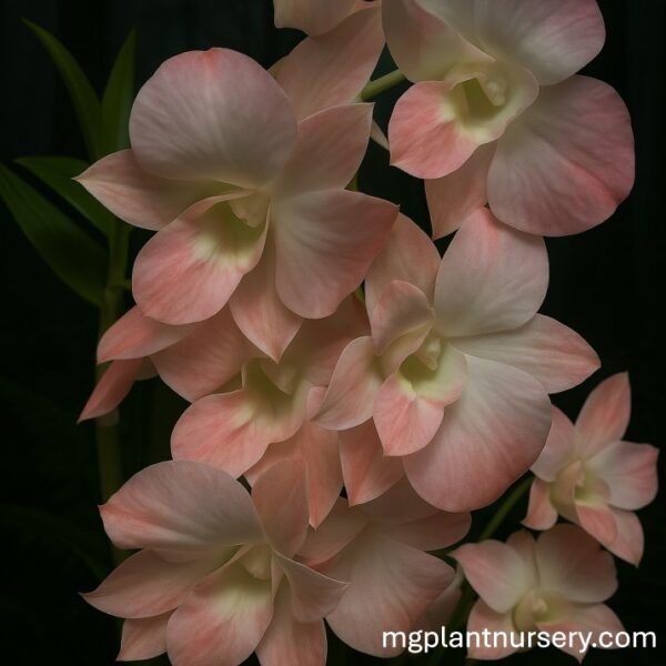 Dendrobium Peach mini