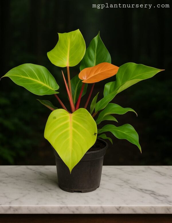 Philodendron Prince of Orange
