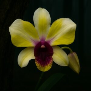 Dendrobium