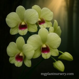 dendrobium