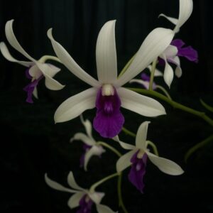 Dendrobium Uthai Purple